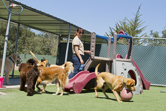 Dog Groomers face Odor Issues